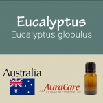 Eucalyptus - Eucalyptus globulus
